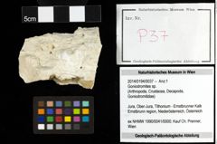 Foto (Objekt + Etiketten) von Goniodromites sp. 